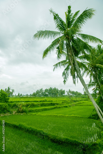 Palm trees are above rice terrace