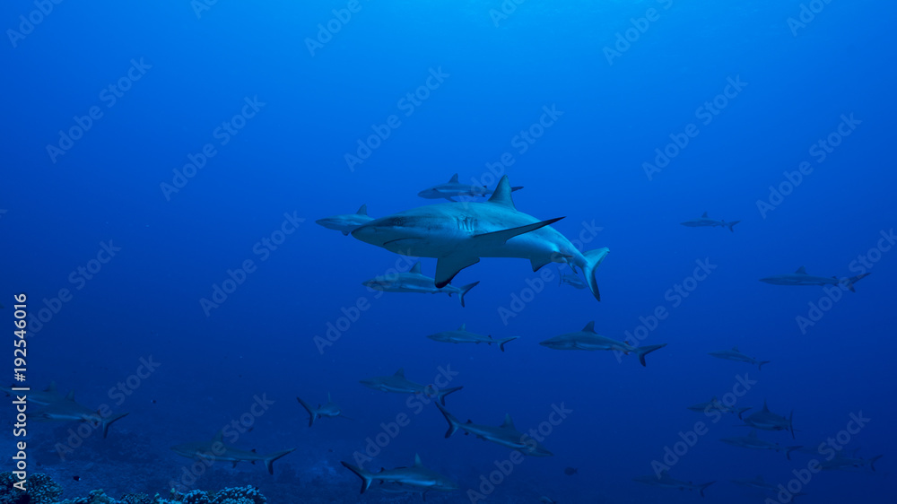 Obraz premium Fakarava Atoll in Tuamotu Archipelago and its ocean passes are famous of very large schools of sharks