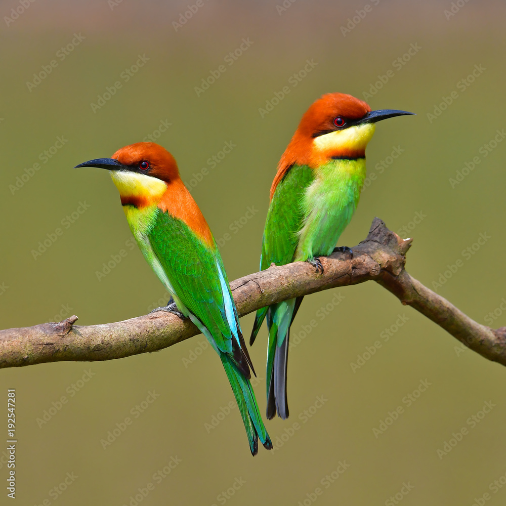 Fototapeta premium Chestnut-headed Bee-eater bird