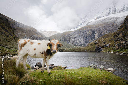 Vaca posando photo