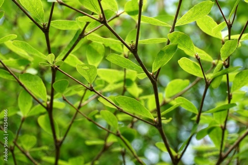 fresh green Terminalia ivorensis leaf in nature garden