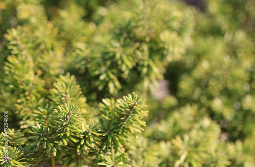 Fern green background , or call eagle,bracken, brake © LT