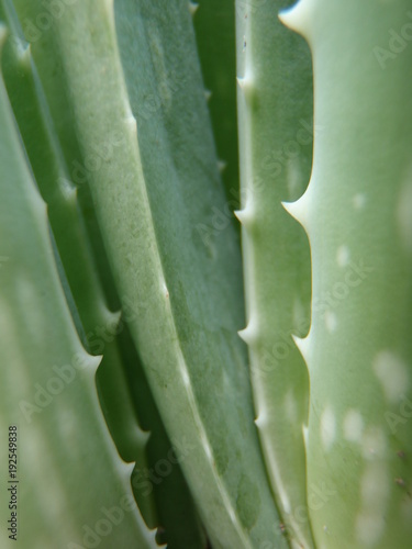 Close up of some aloe vera