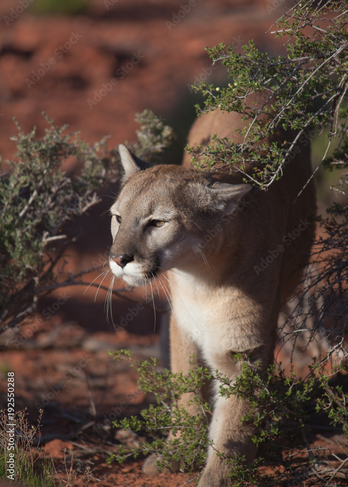 Naklejka premium Cougar walking between desert bushes