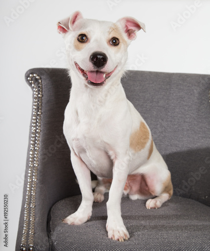 happy white dog on chair