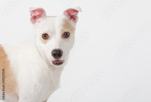 happy white dog © Sharon