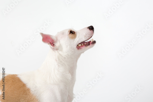 profile of a dog