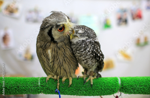 Photography tokyo owl