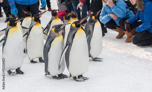 King Penguin walking parade show on snow with people around  watching with fun  at Asahiyama Zoo, Asahikawa, Hokkaido, Japan photo