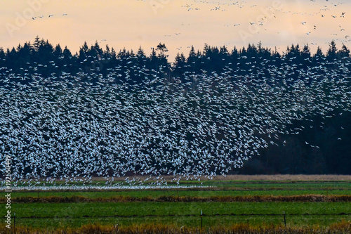 Snow Geese in Flight