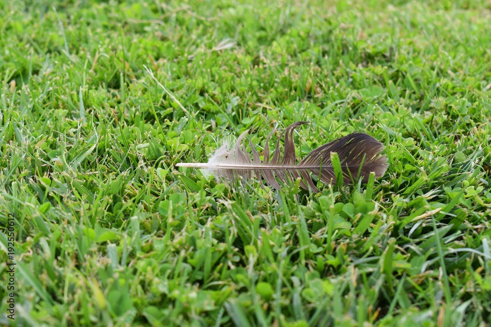 Obraz premium Feather in the grass