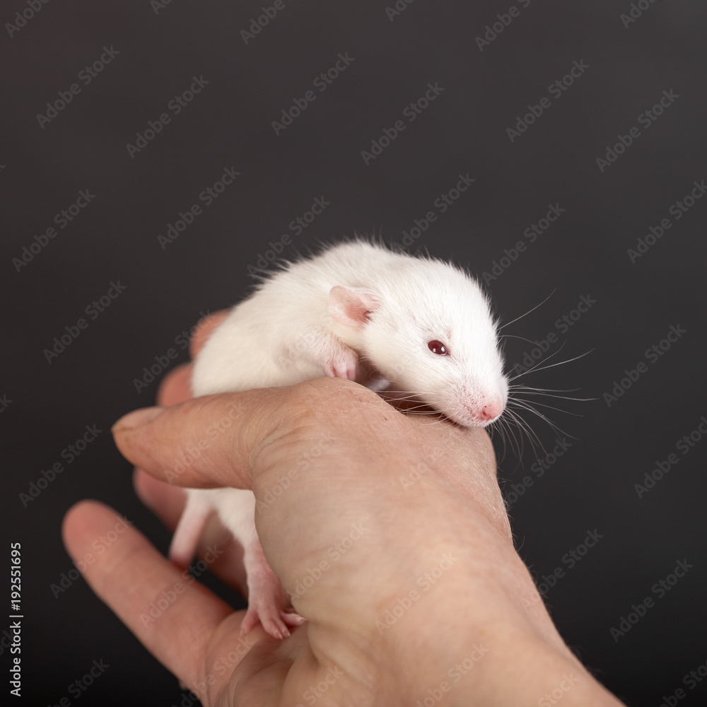 white baby rat closeup white baby rat closeup