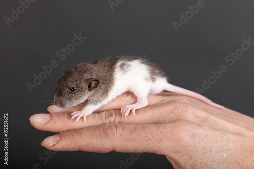 baby rat on fingers