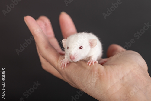 white baby rat in the palm