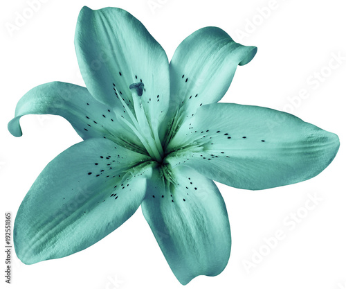Turquoise lily flower on isolated white background with clipping path. Closeup.  no shadows.  For design.  Nature. photo