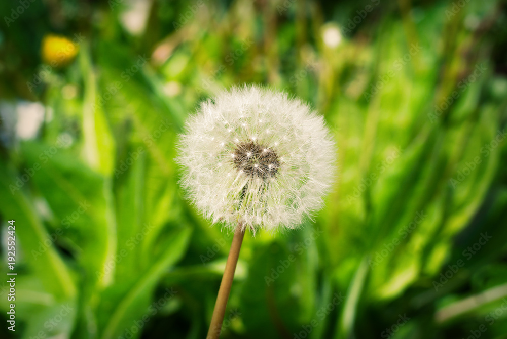 Spring flower dandelion Spring flower dandelion