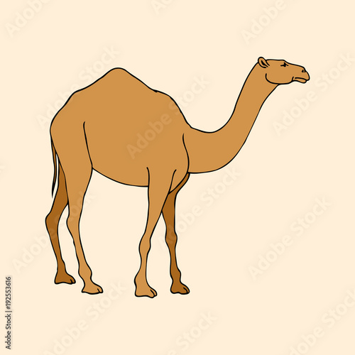 sketch isolated southern animal camel dromedary