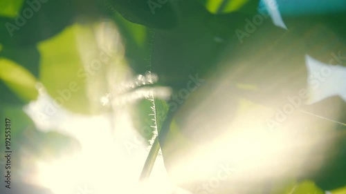 Sunlight shining sun rays through clover leaves in garden. Abstract background