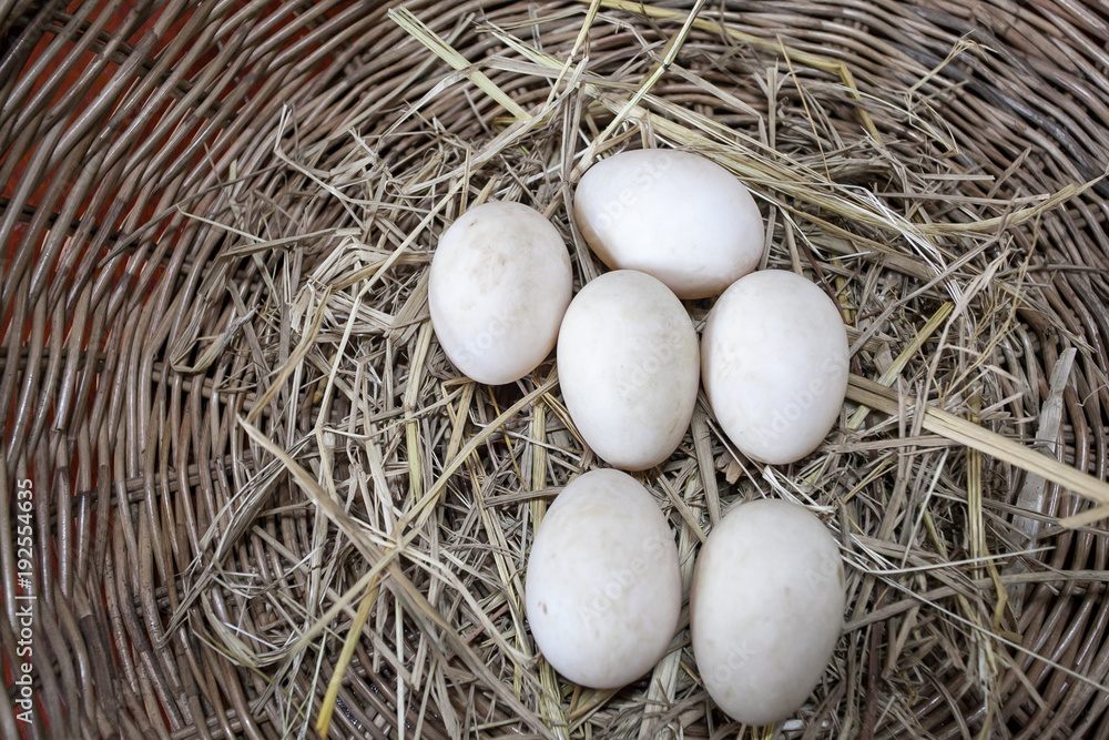 Duck eggs on nest