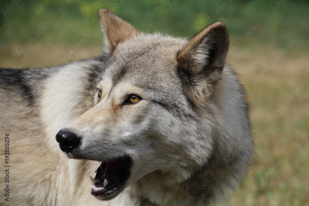 Closeup Of Kuna, Yamnuska Wolfdog Sanctuary, Cochrane, Alberta