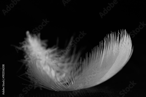 White feather isolated on a black background