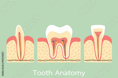 group of tooth anatomy structure including the bone and gum, molar, incisor, canine