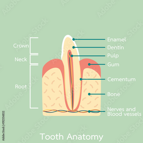 side view of incisor tooth anatomy structure including the bone and gum and detail word