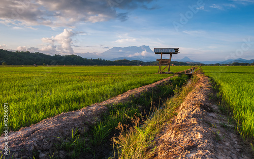 beautiful view of rice paddy field with Mount Kinabalu as Background at Sabah, Malaysia.