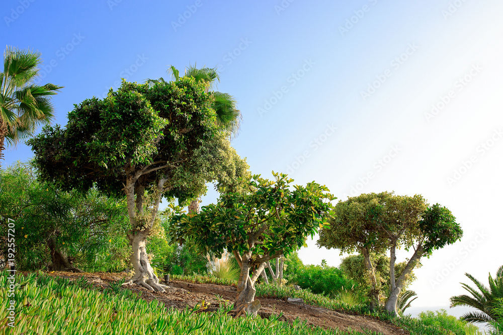 Beautiful tropical garden with palm trees and bush. Beautiful tropical garden with palm trees and bush.