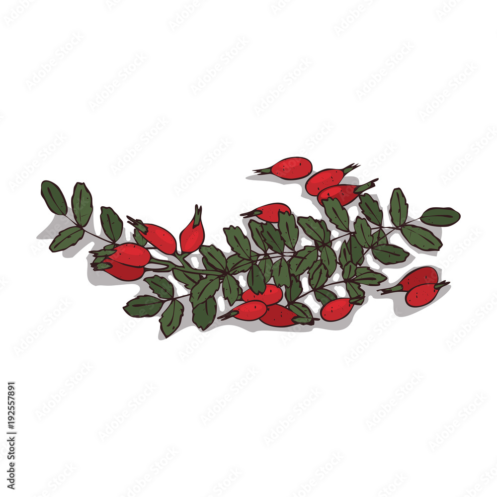 Isolated clipart of plant Rose hips on white background. Botanical drawing of herb Rosa with fruits and leaves Isolated clipart of plant Rose hips on white background. Botanical drawing of herb Rosa with fruits and leaves