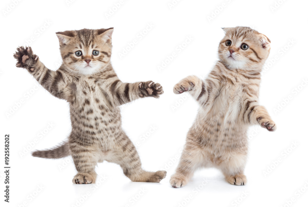 Fototapeta premium Śmieszny młody kot tanczy odosobnionego