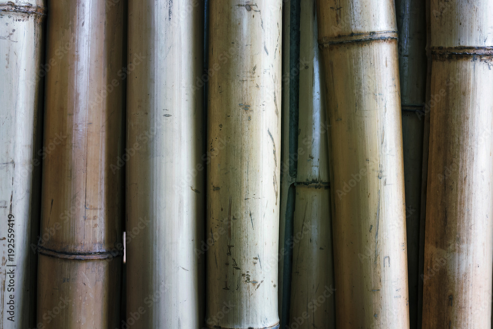 Dry bamboo stalks for background. Closeup, toned Dry bamboo stalks for background. Closeup, toned