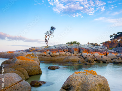 Papier peint A single tree grows on a granite outcrop in the Bay of Fires, on the east coast of Tasmania, Australia