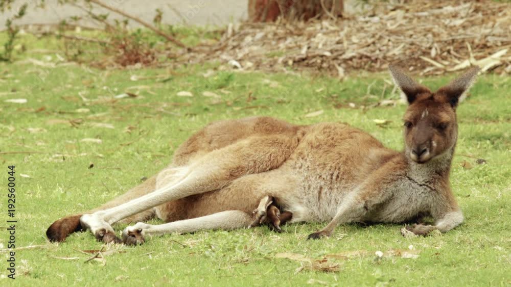 Kangaroo Relaxing Lying On Grass Kangaroo Relaxing Lying On Grass