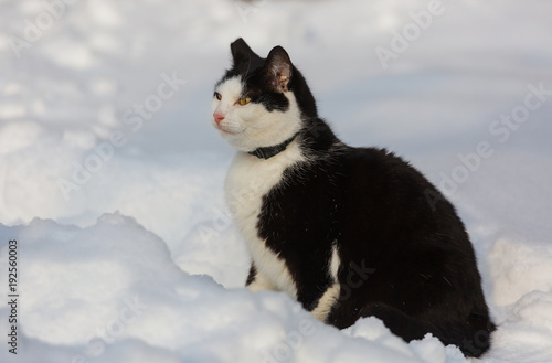 Cat in winter season © Galyna Andrushko