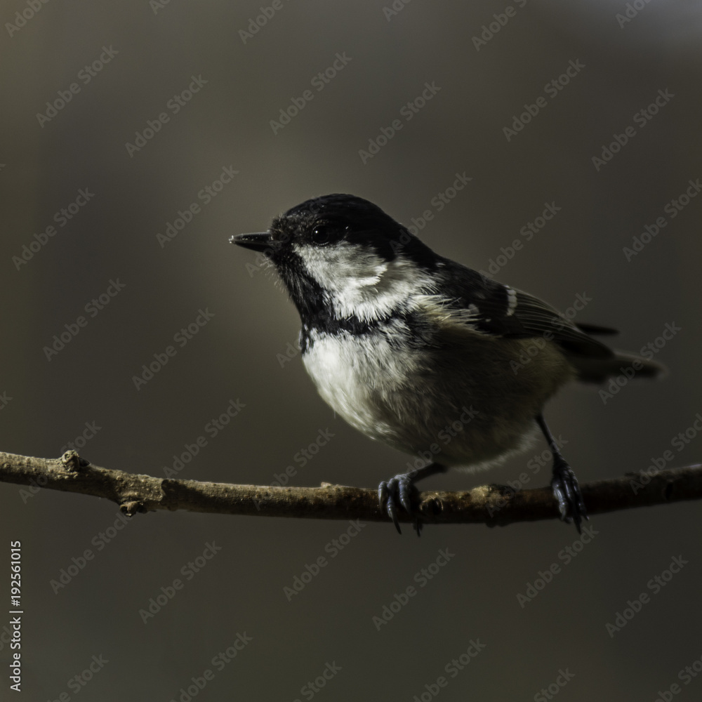 Fototapeta premium Mésange du Grésivaudan - Chartreuse - Isère.