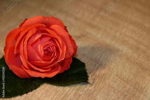 красивая розовая роза которая лежит на деревянных досках 
