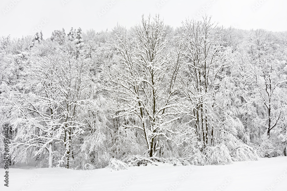 Winter.Trees and thickets covered with freshly fallen snow.