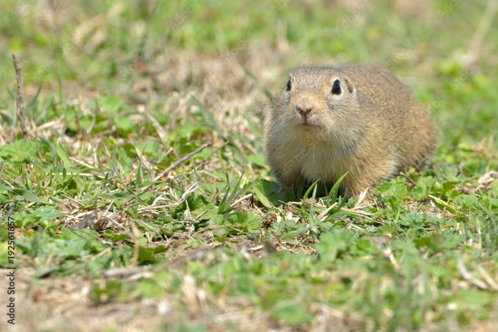European Ground Squirrel or Souslik on Meadow European Ground Squirrel or Souslik on Meadow