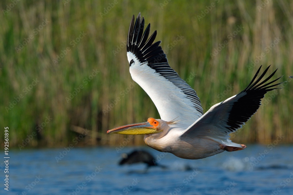 Fototapeta premium White Pelican (Pelecanus onocrotalus)