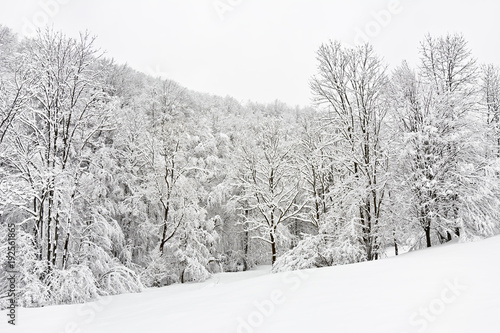 Wallpaper Mural Trees and thickets covered with freshly fallen snow. Winter. Torontodigital.ca