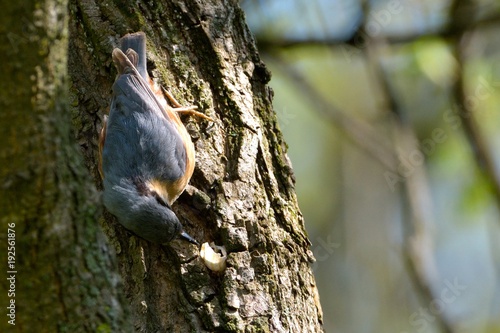 Eurasian Nuthatch (Sitta europaea)