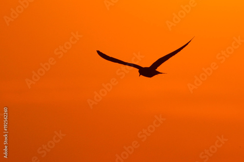 Common tern (Sterna hirundo) © Iliuta