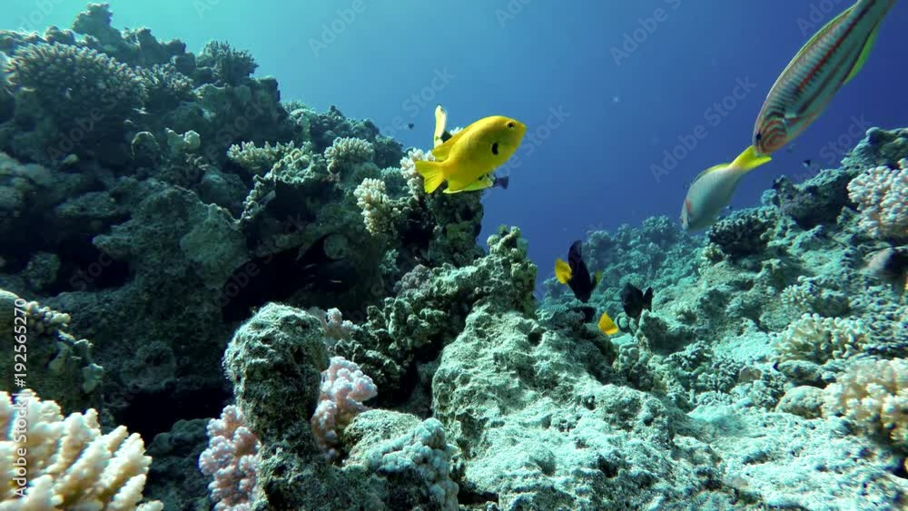 Video shooting at a shallow depth. The corals and tropical fish. Video shooting at a shallow depth. The corals and tropical fish.