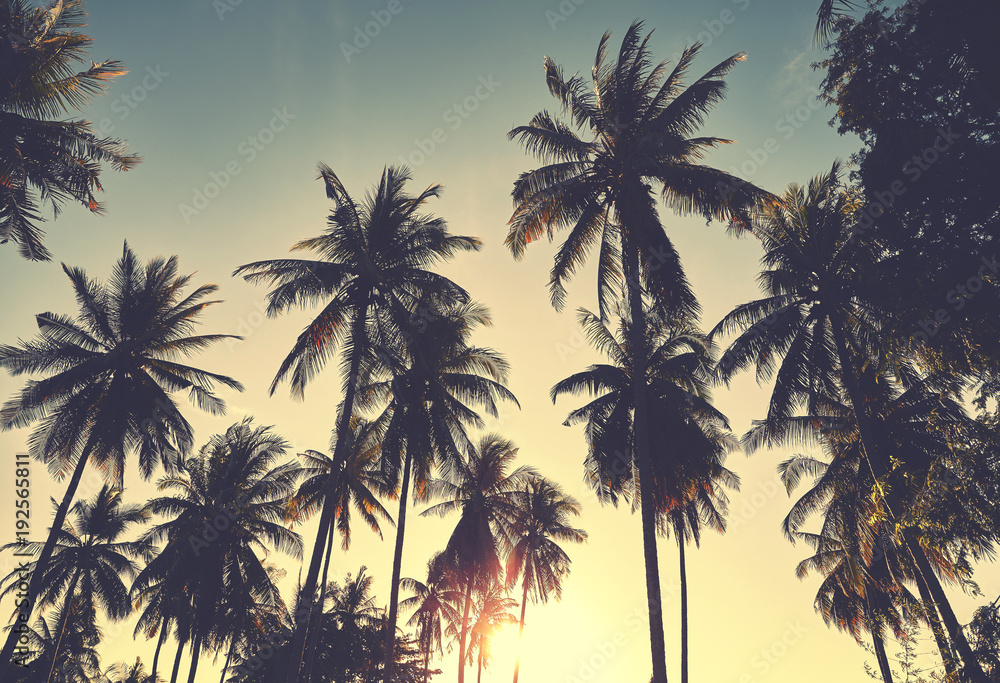 Retro stylized toned picture of coconut palm trees silhouettes at sunset, vacation concept.