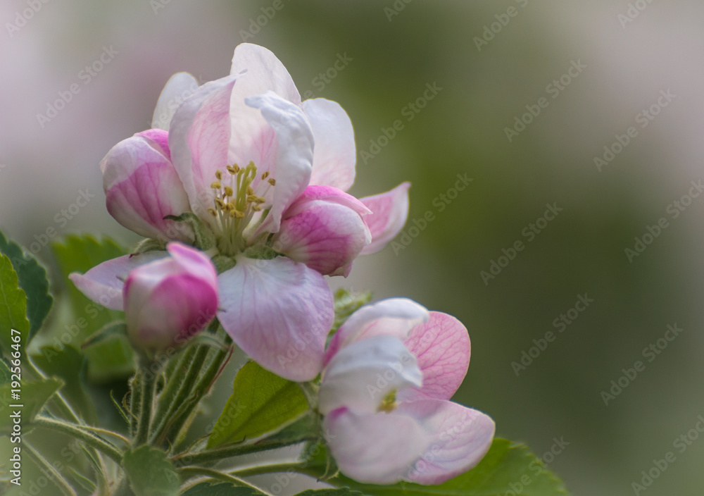 Spring flowers. Apple tree blossom with green leaves Spring flowers. Apple tree blossom with green leaves