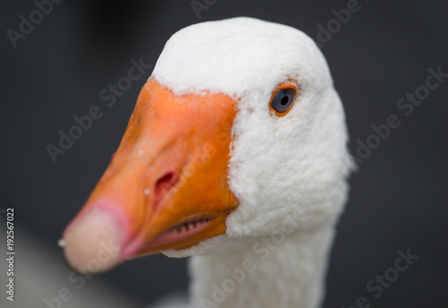 Goose Headshot