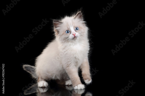 Cute fluffy kitten on a black background