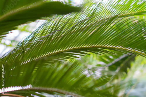 Fototapeta Naklejka Na Ścianę i Meble -  palm leaves background