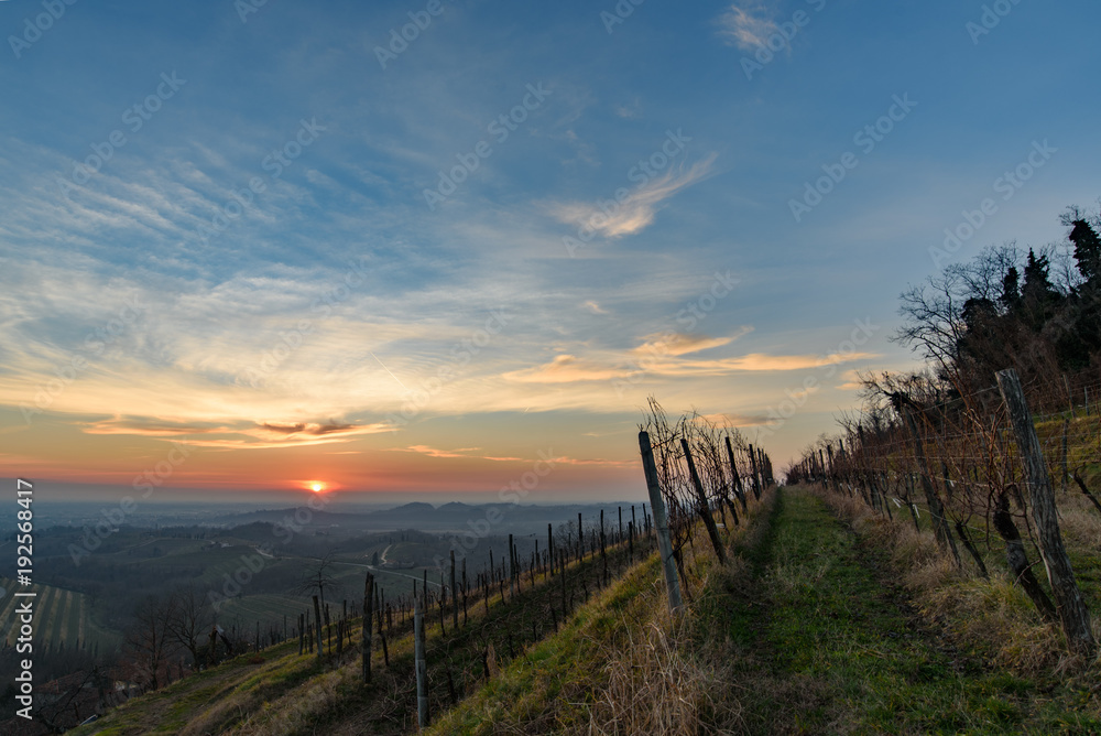 A vineyard called Friuli. Rosazzo at sunset.